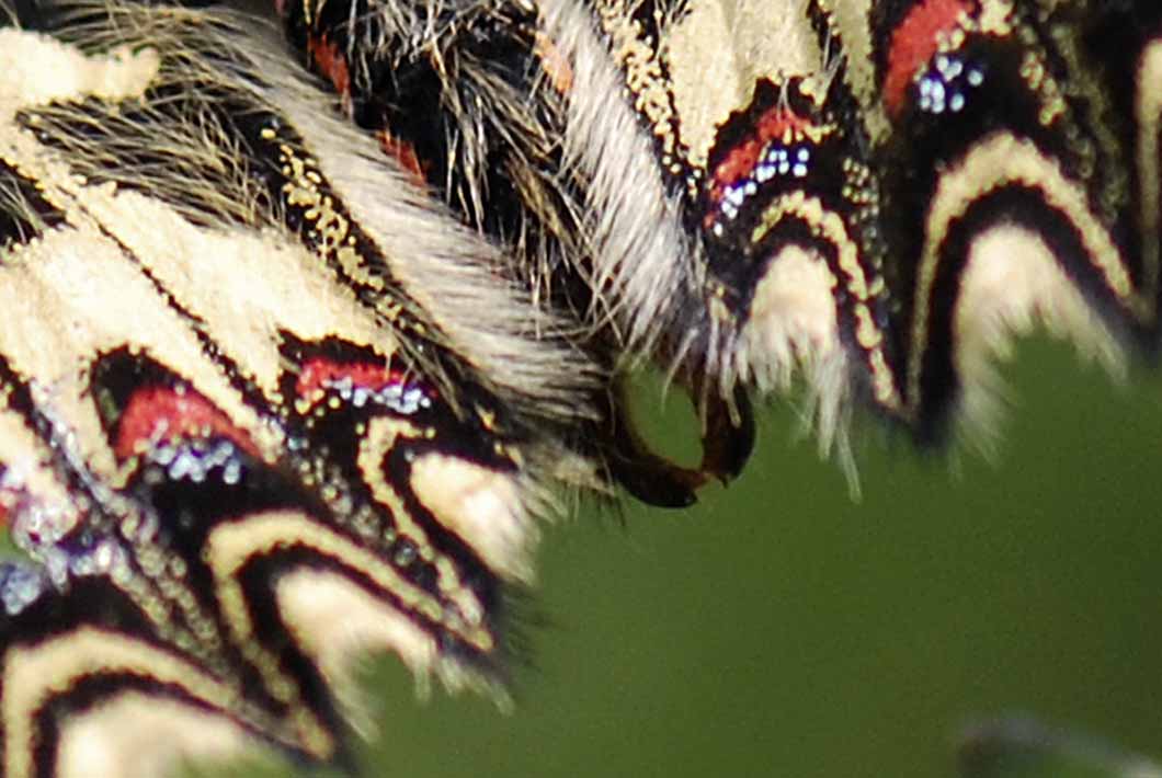 ancora su Zerynthia polyena e Zerynthia cassandra